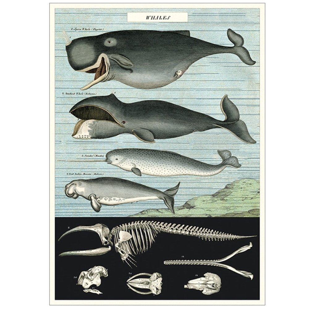 Whale Poster | Whale Wrapping Paper | Cavallini Wrap